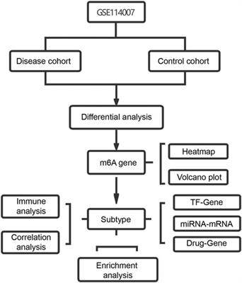 m6A Regulator-Mediated RNA Methylation Modification Patterns Regulate the Immune Microenvironment in Osteoarthritis